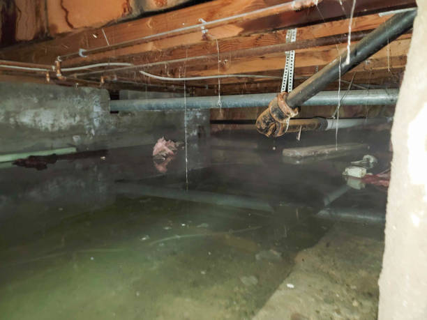 Best Residential water damage restoration  in Pierce, CO