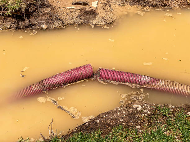 Best Mold removal after water damage  in Pierce, CO